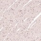 Anti-CDK2 Rabbit Monoclonal Antibody